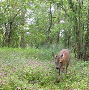 Photographier le chevreuil : votre première image animalière ? - La ...