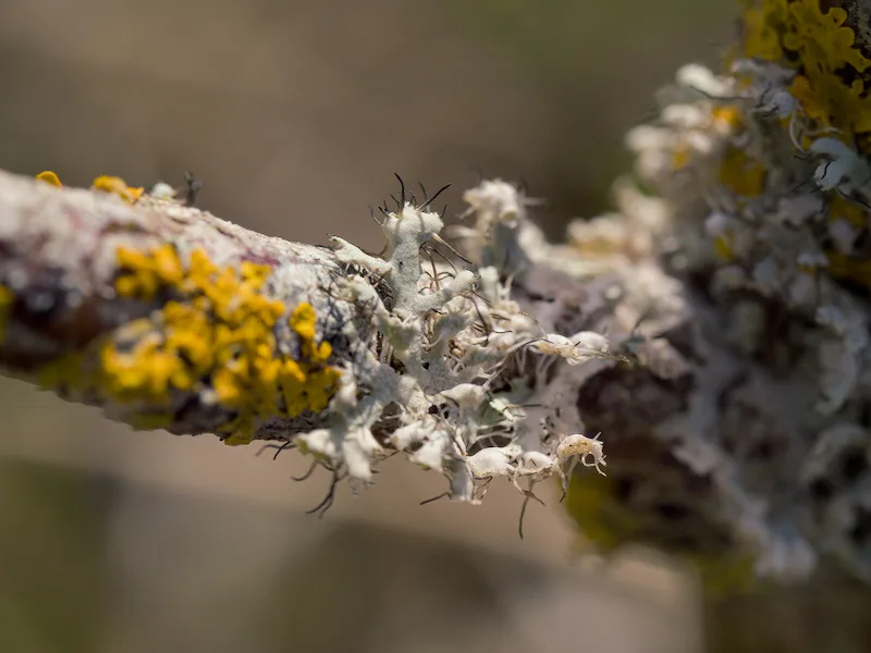 Photo au rapport de grandissement 1:1 sur ce lichen sur une branche