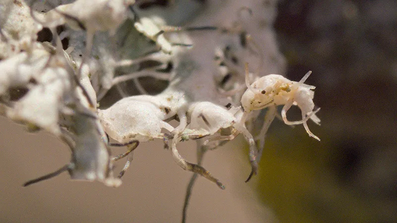 Crop 100% de l'image de lichen obtenue avec TTartisan 40mm macro f/2.8 (image après post-traitement)