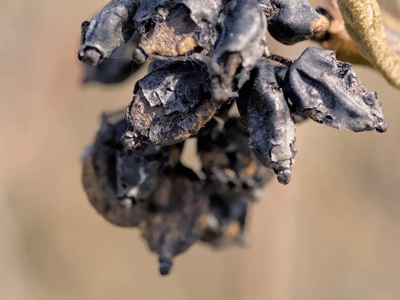 Photo au rapport de grandissement 1:1 sur ces petits fruits flétris.